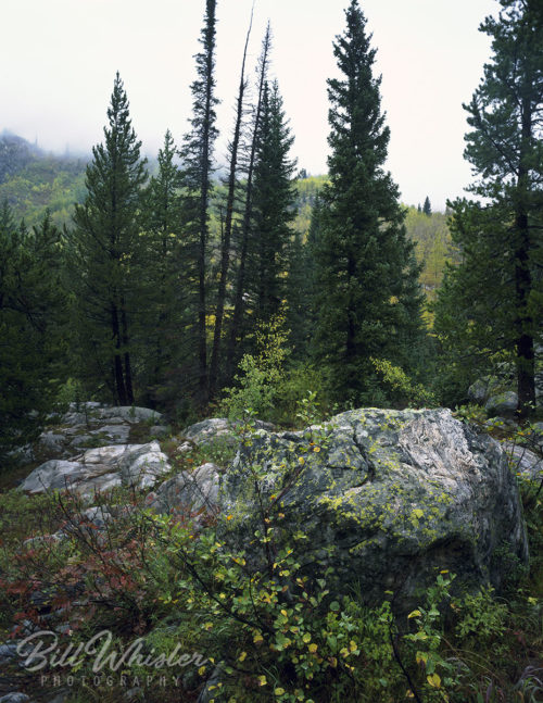 Tree Meadow