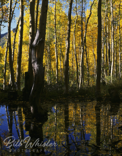Aspen Reflect