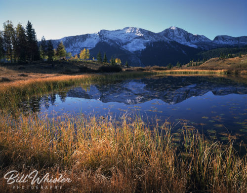 Lily Pond