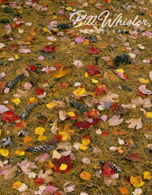 Carpet